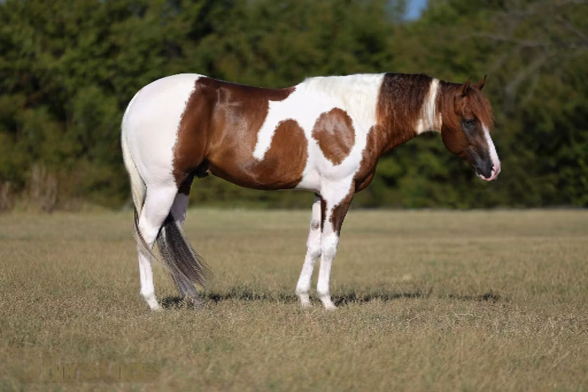 American paint horse