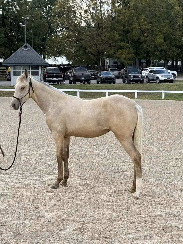 Rocky Mountain Horse