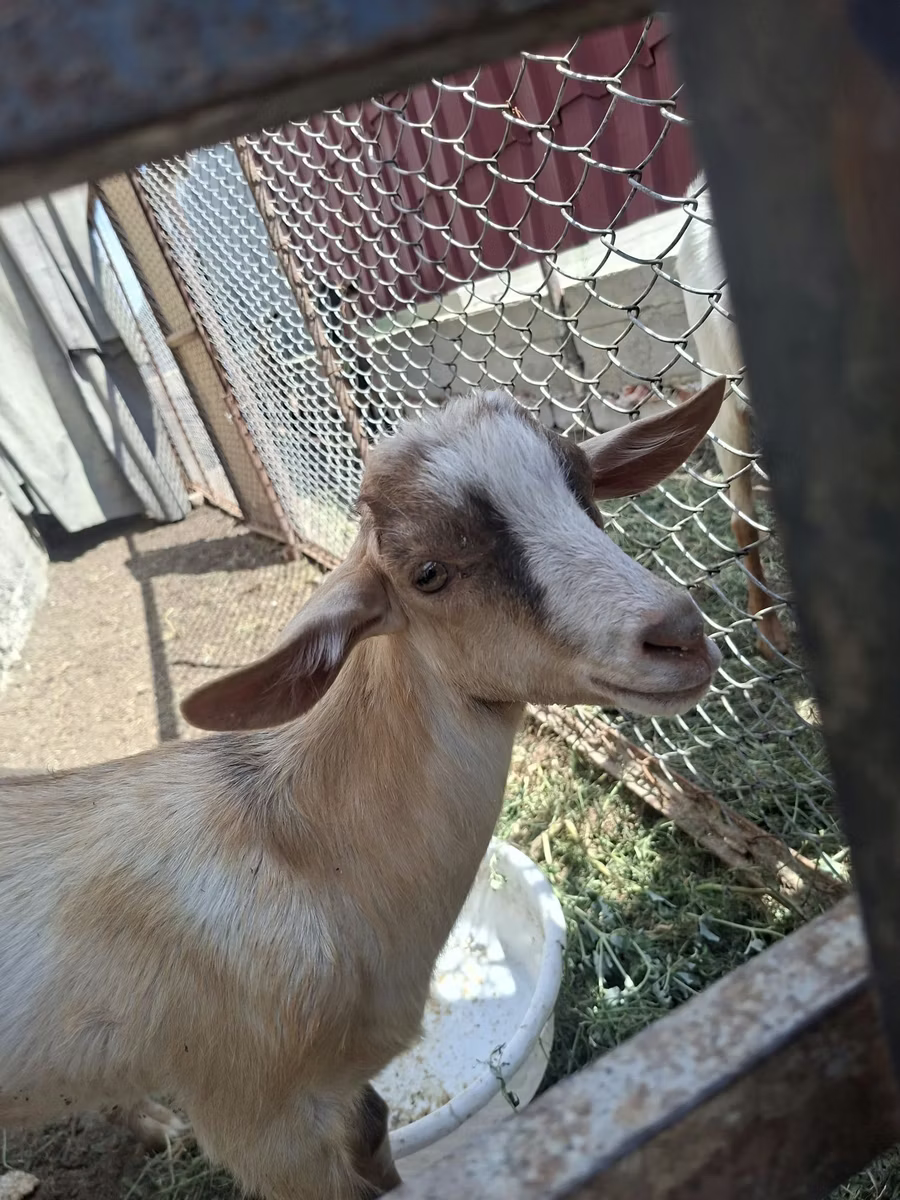 Alpine goat