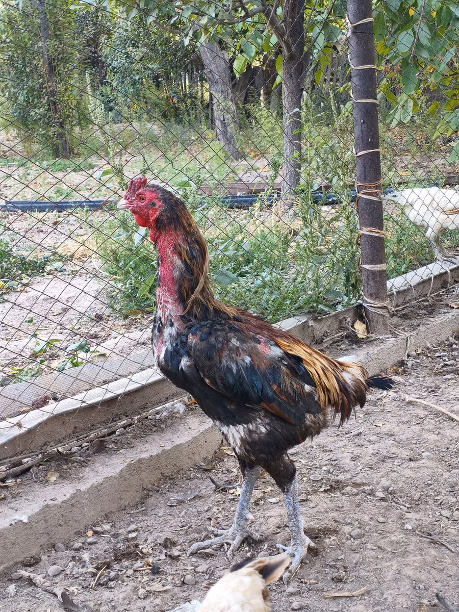 डर्बीशायर रेडकैप