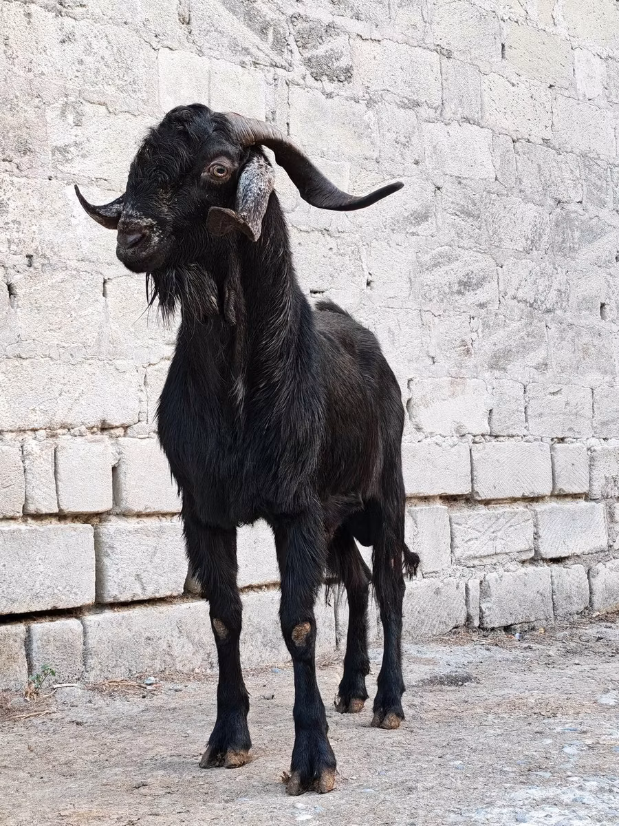 Anatolian Black goats