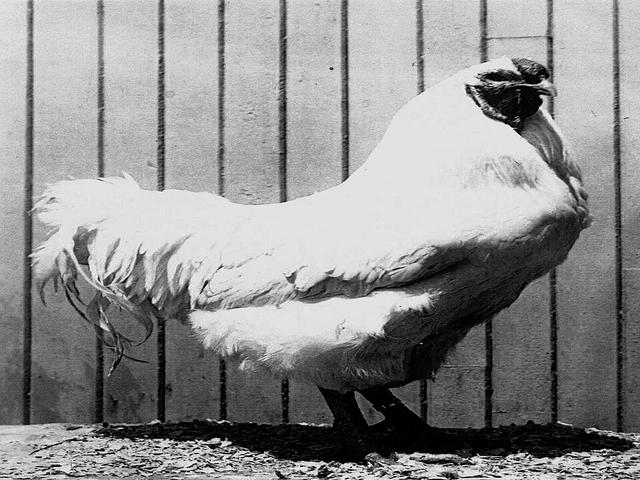 Chantecler