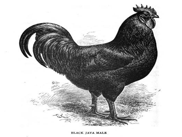 Java