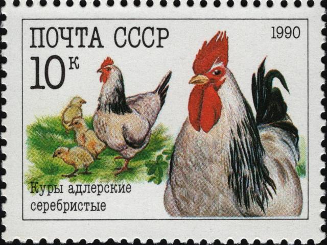 Адлер Сильвер