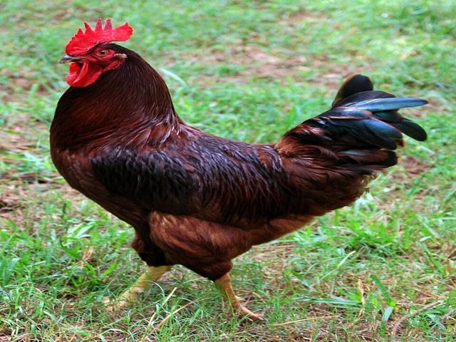 Rhode Island Rot