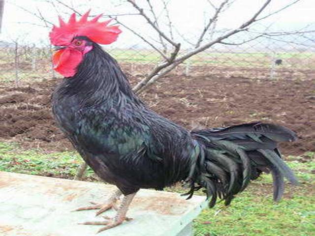 شومن الأسود