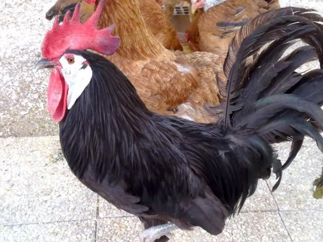 Weißgesichtiges Schwarzes Spanisches