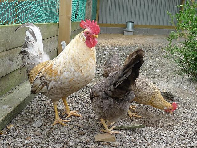 Jærhøns