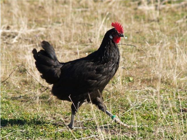 Schwarze Castellana