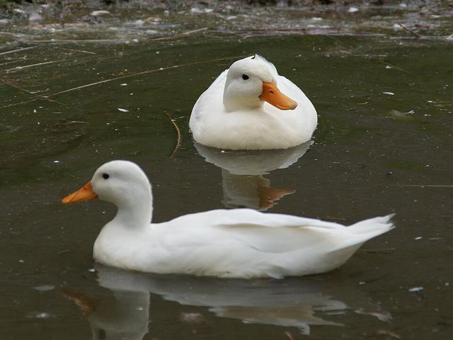 Калл